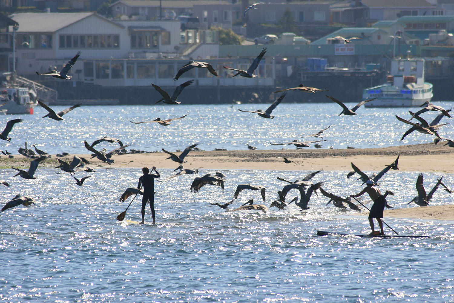 coastal california birds
