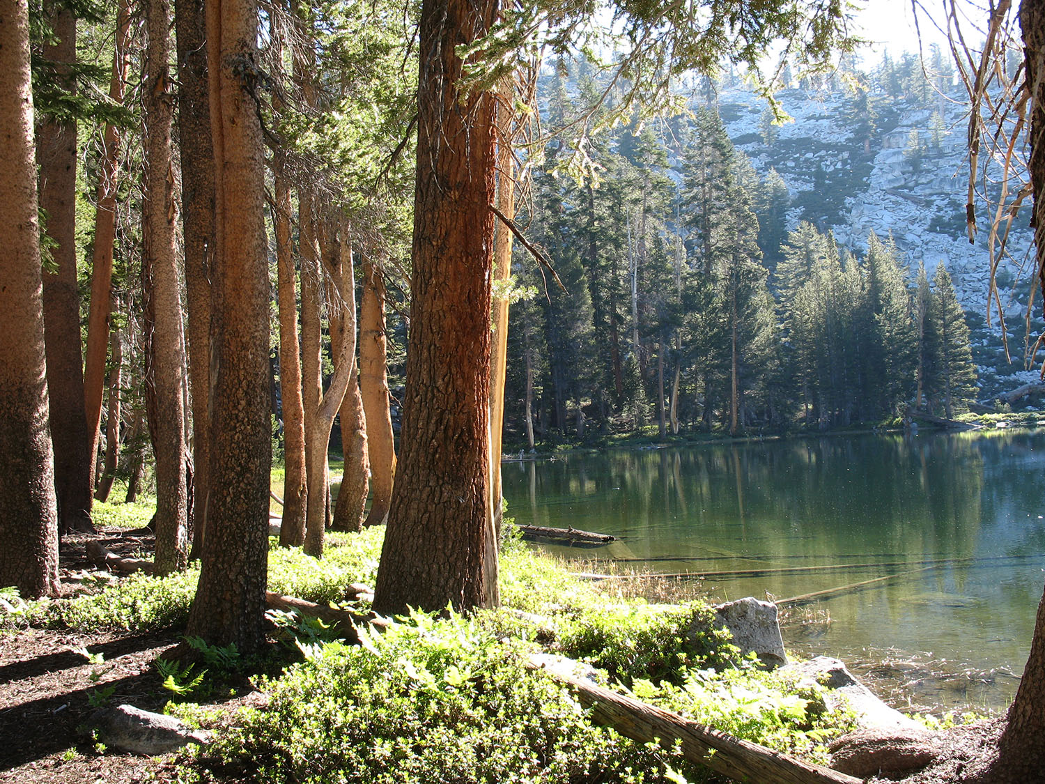 Forest in California