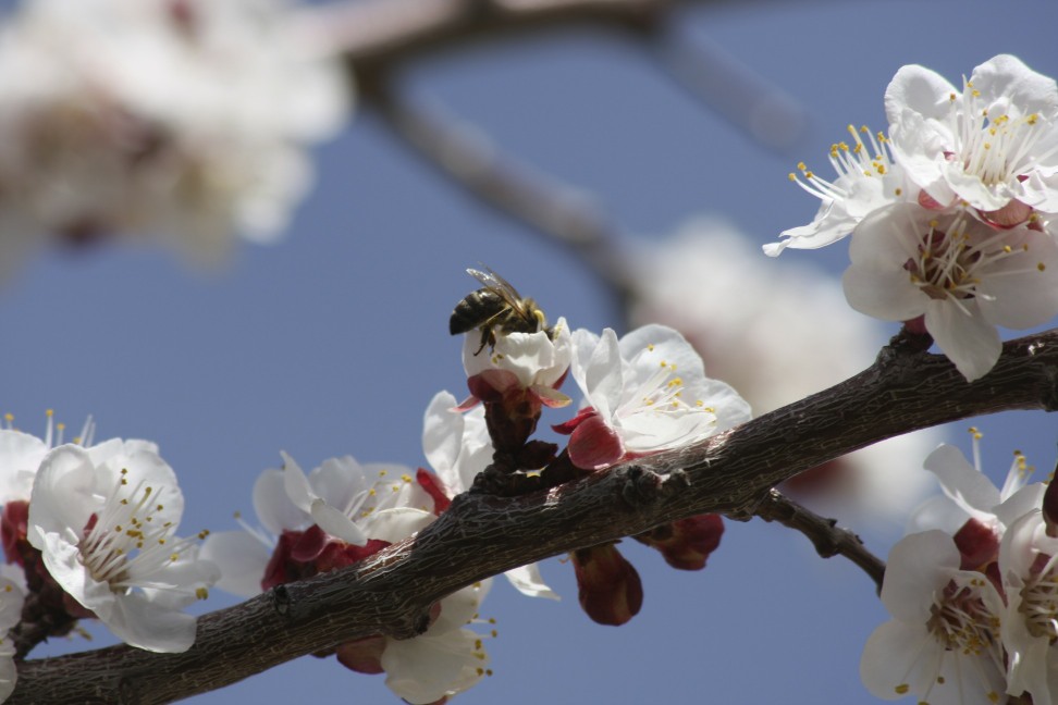 cameron mitchell apple blossom bee