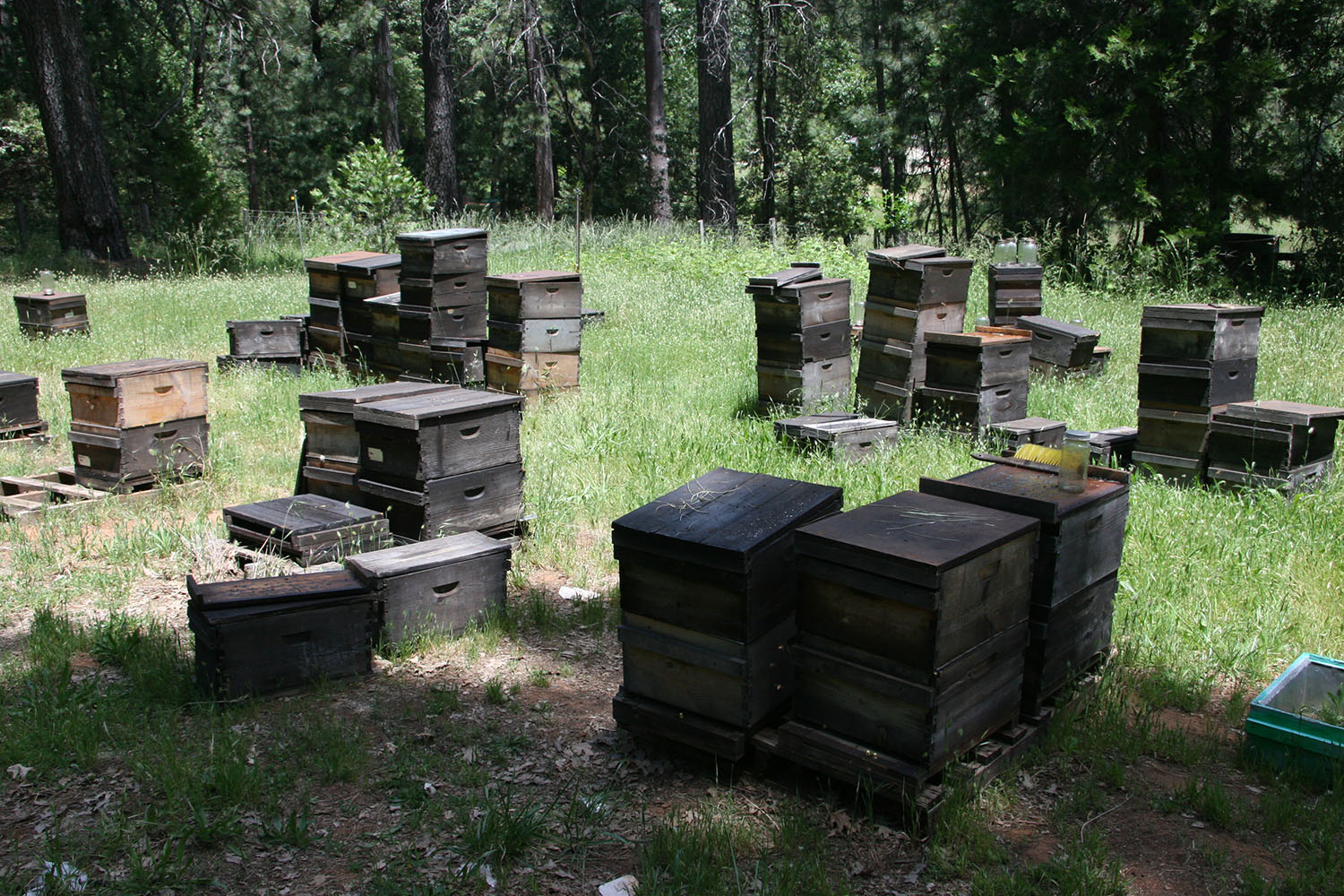 cameron mitchell images of bee boxes