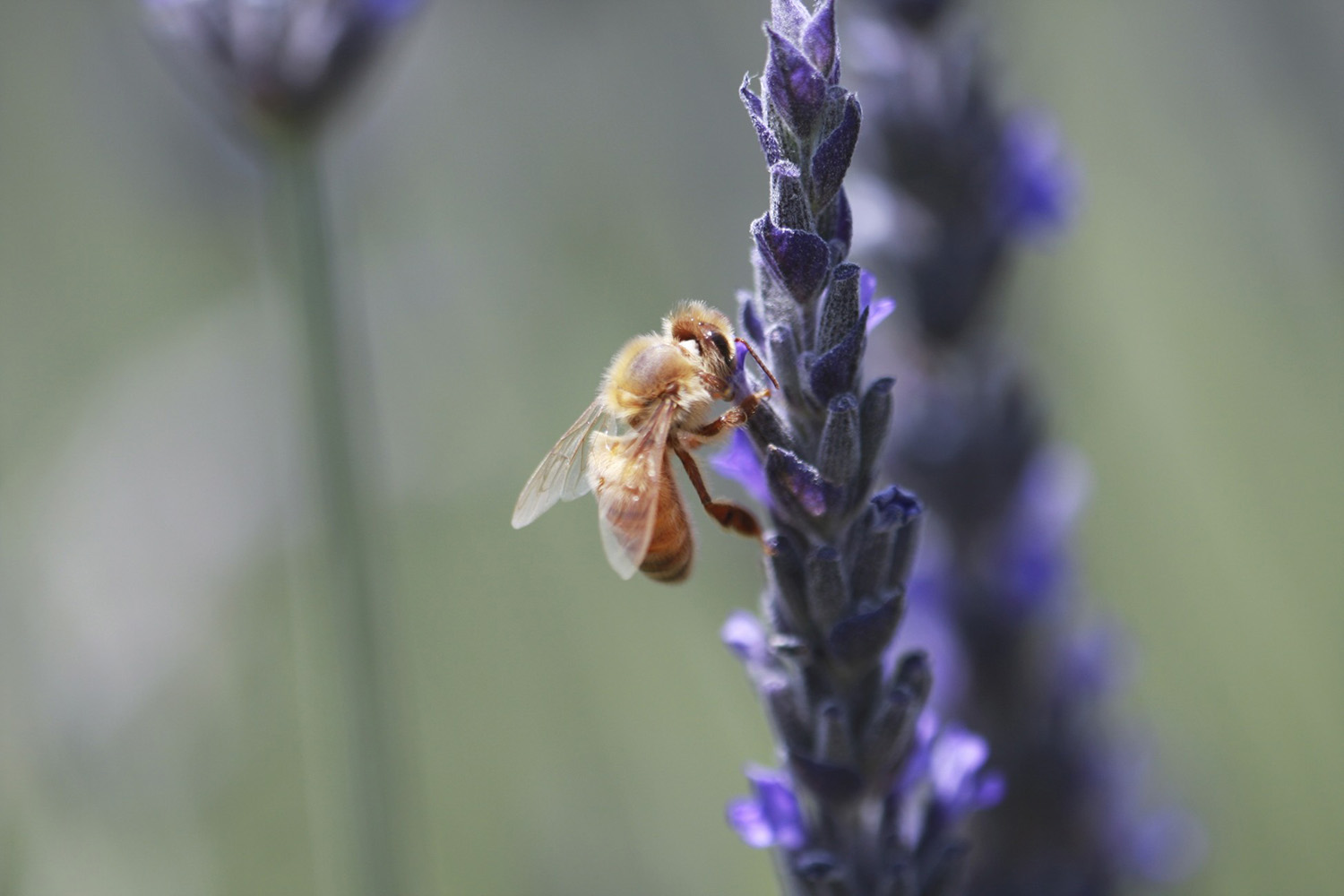 cameron mitchell image of bee on flower