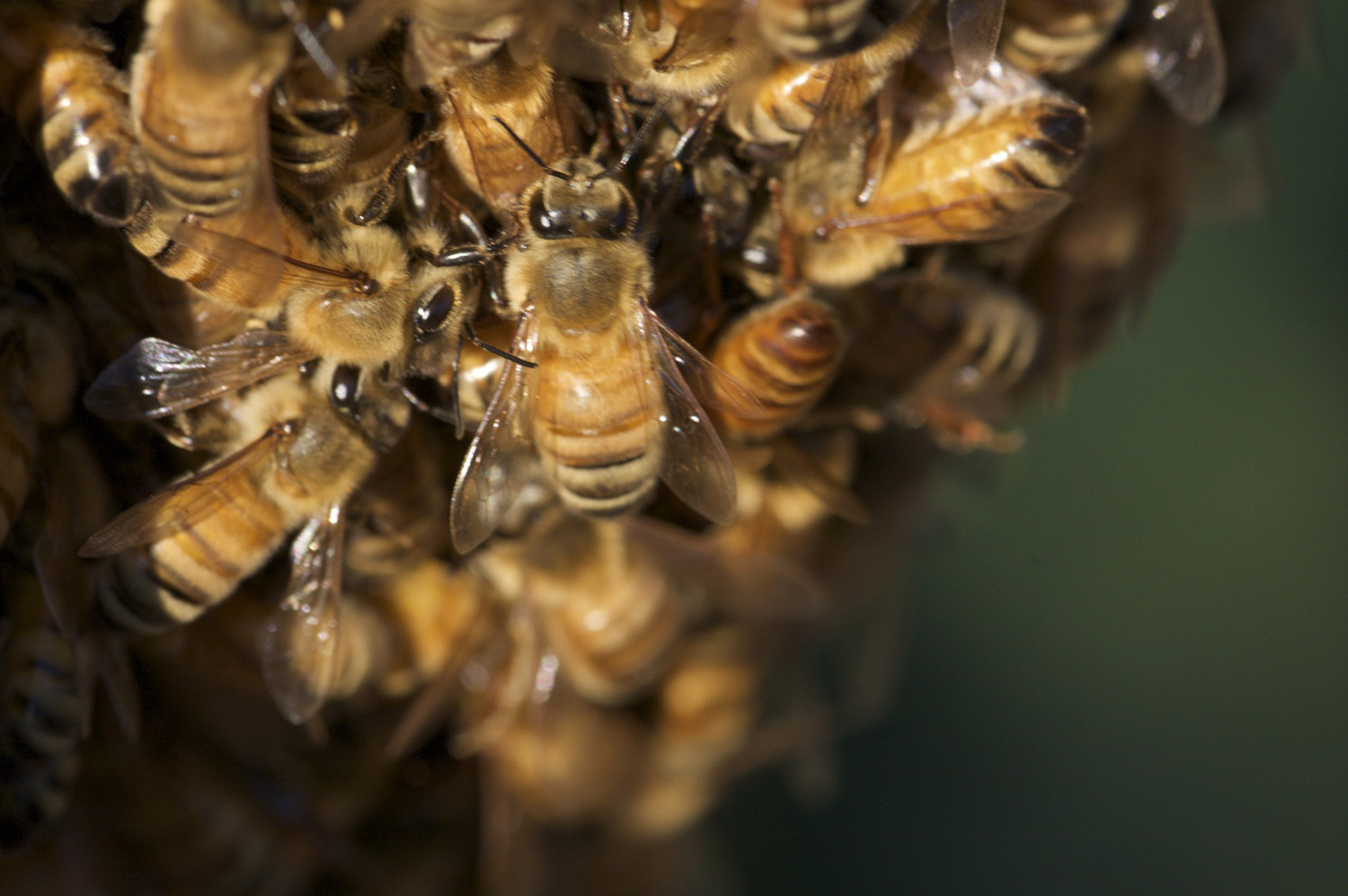 cameron mitchell bee cluster image