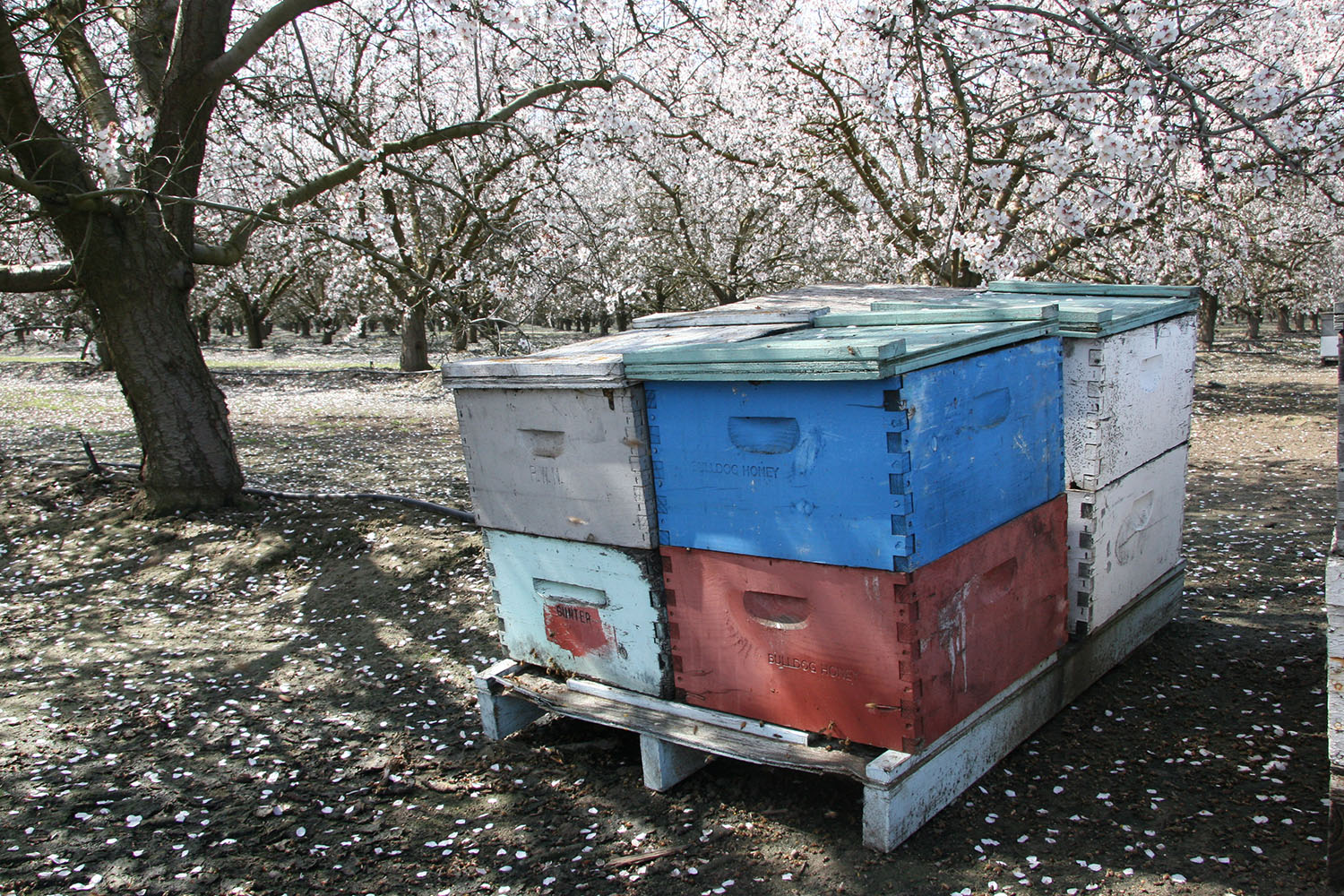 cameron mitchell bee boxes