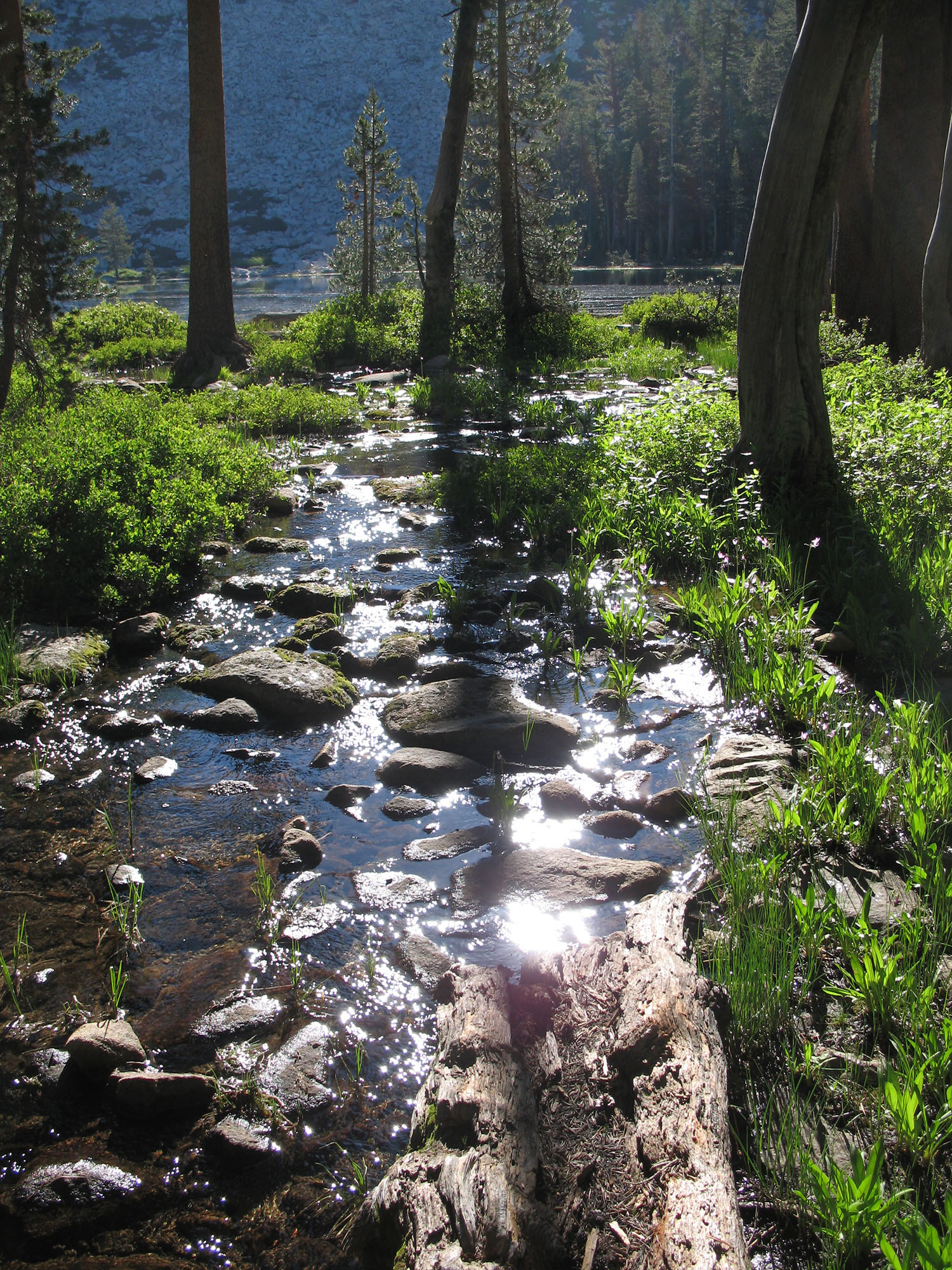 cameron mitchell image of creek
