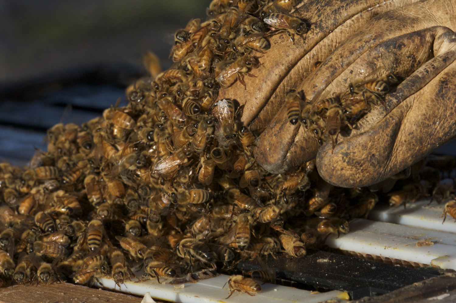 cameron mitchell bees on a glove 