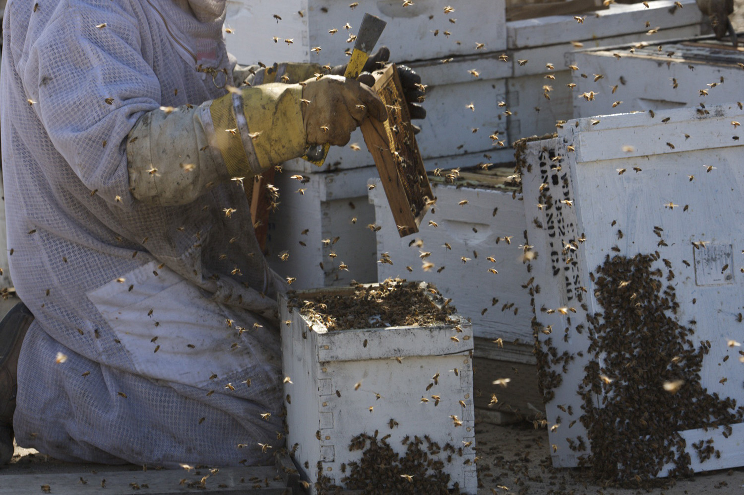 cameron mitchell image of bee keepers