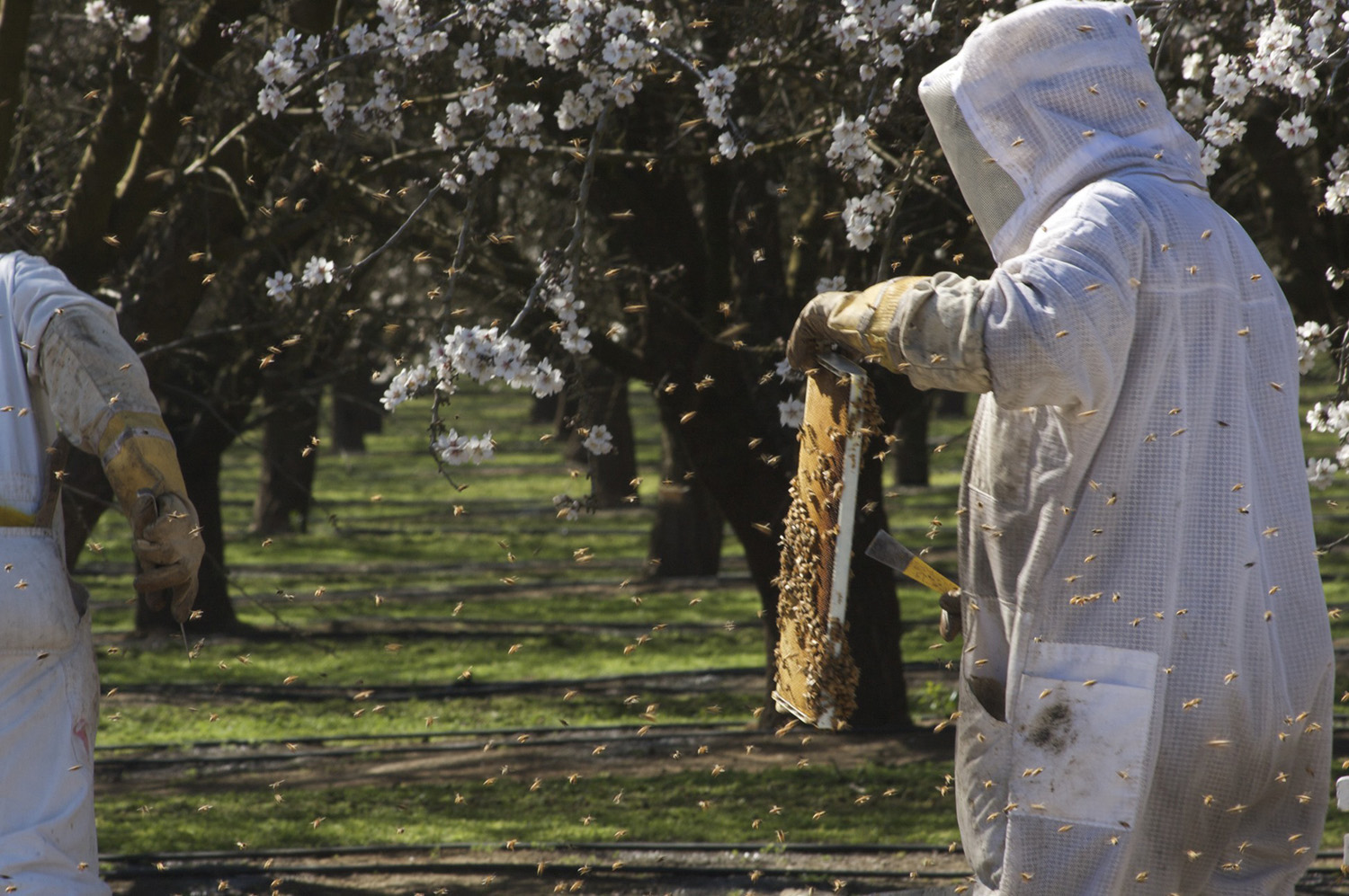 cameron mitchell bee keepers