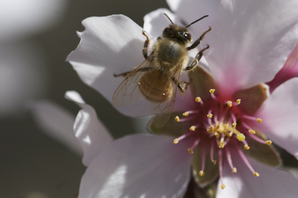 cameron mitchell bee on apple blossom flower