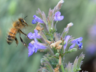 cameron mitchell image of bee on flower