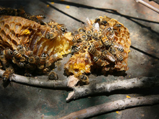 cameron mitchell image close of honey comb