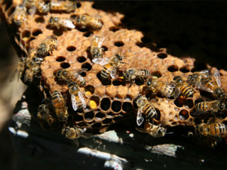 cameron mitchell close up of bees image