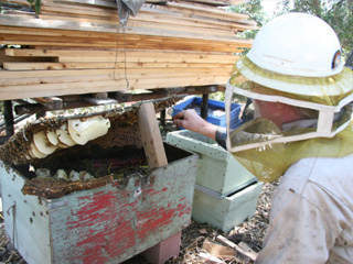 cameron mitchell iamge of beekeepers in box