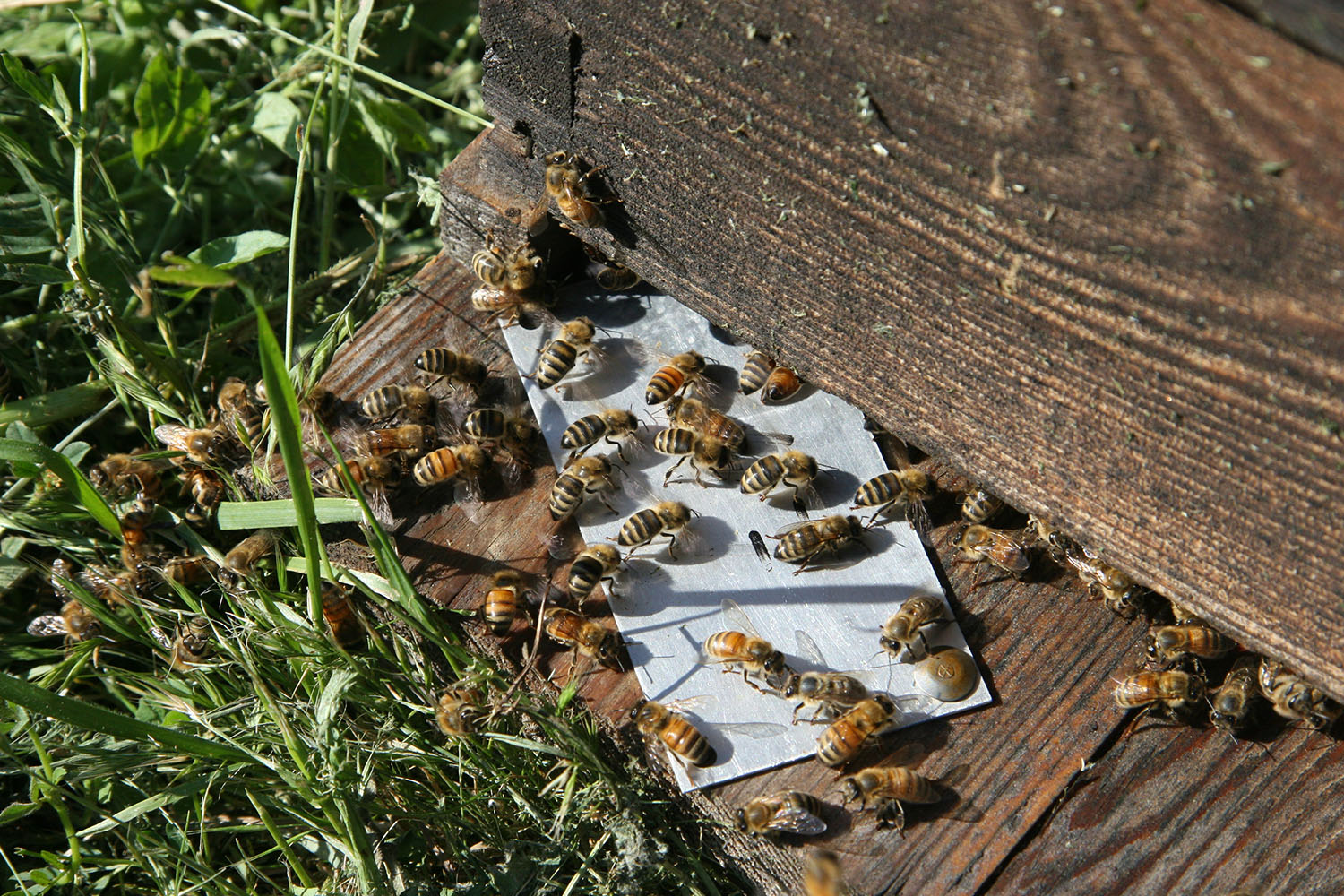cameron mitchell bees flying image