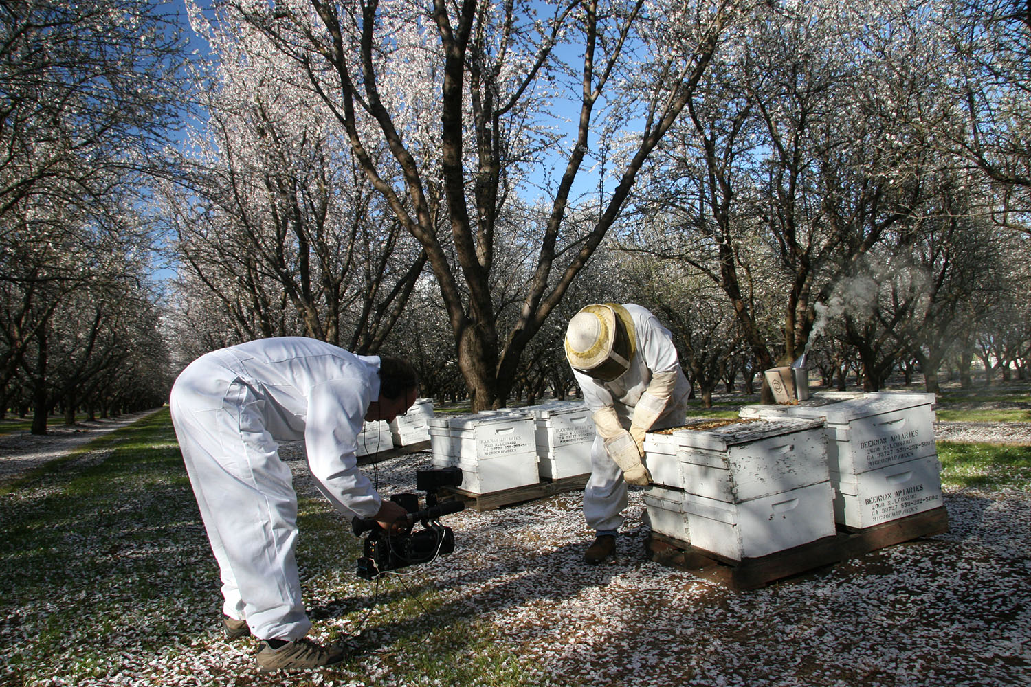 cameron mitchell beekeepers tending to bees