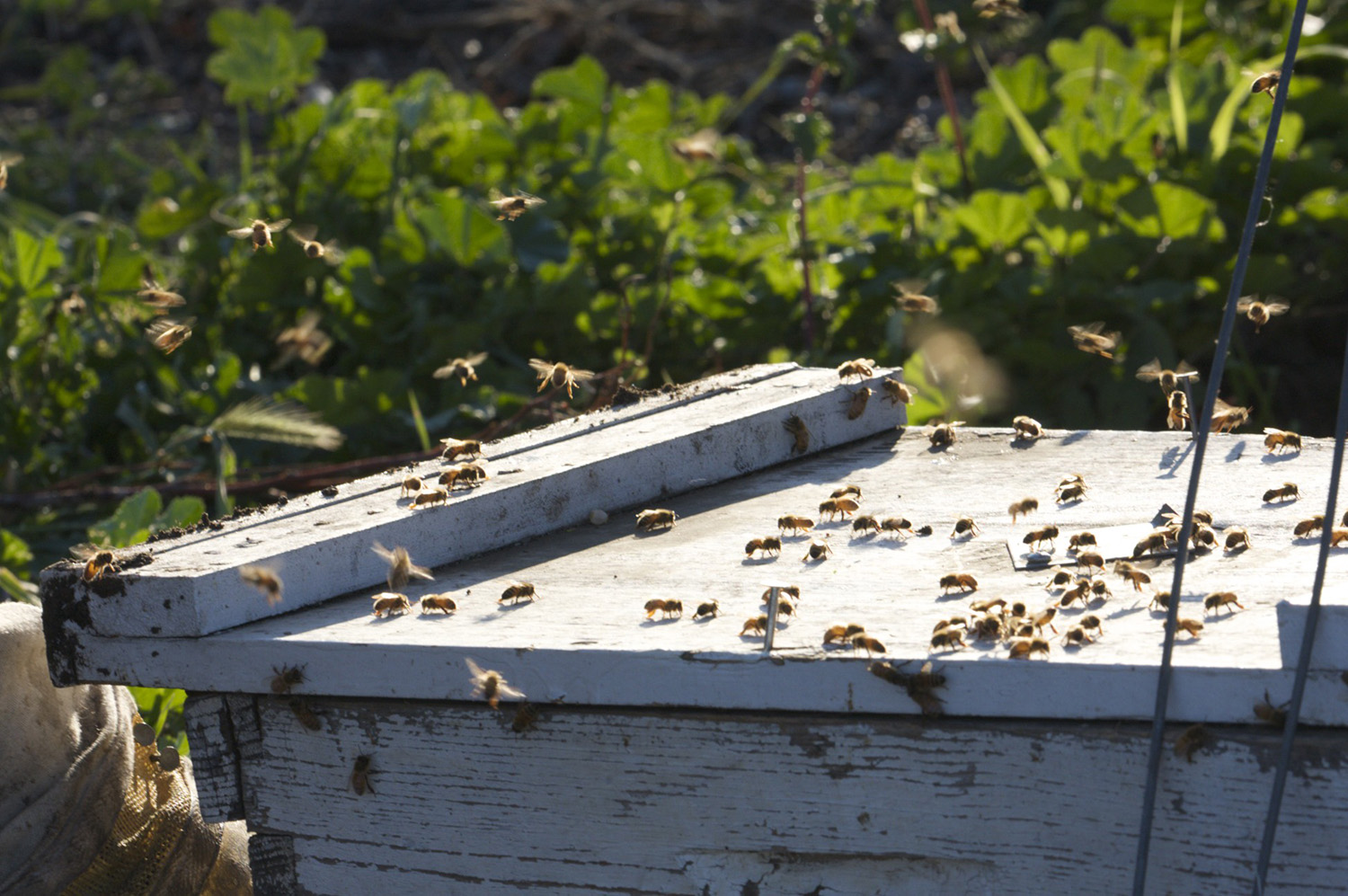 cameron mitchell image bees 
