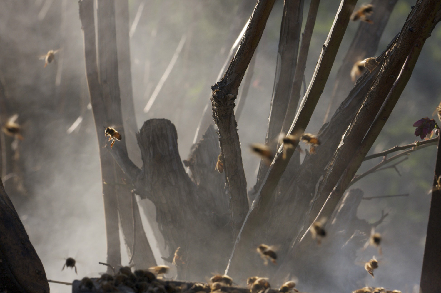cameron mitchell image of smoked bee